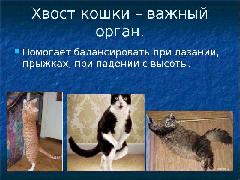 На хвосте каждой кошки. Хвост кошки. Зачем кошкам хвост. Кошка балансирует хвостом. Зачем кошке нужен хвост исследовательская работа.