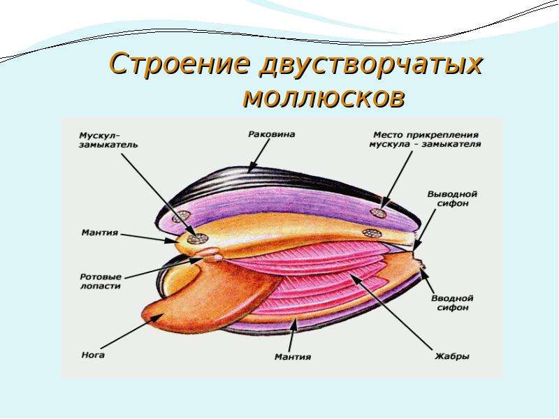 Двустворчатые строение. Вводной и выводной сифон у двустворчатых. Пищеварительная система класса двустворчатых моллюсков. Двустворчатые моллюски строение раковины. Тип питания двустворчатых моллюсков.