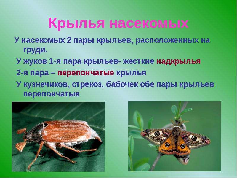 Сколько крыльев. У насекомых Крылья расположены на. Крылья у насекомых располагаются на. Строение крыльев насекомых. Кол во крыльев у насекомых.