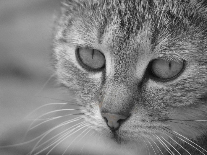 В чем причины и лечение крови в моче у кошки?