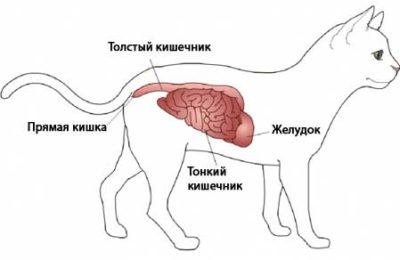 кишечник кошки