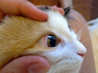 у кота красный глаз