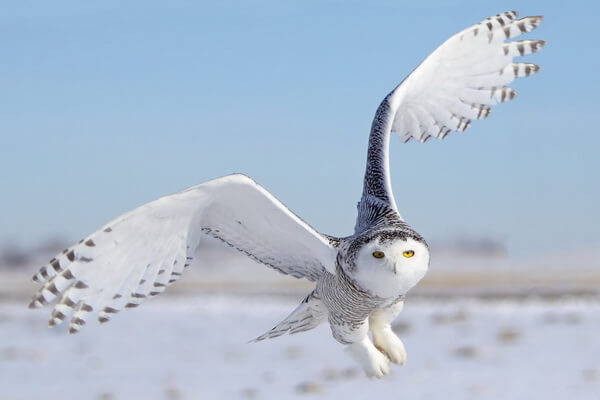 Белая (полярная) сова - внешний вид