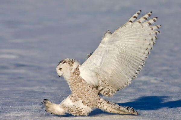 Белая полярная сова - ареал распространения и образ жизни