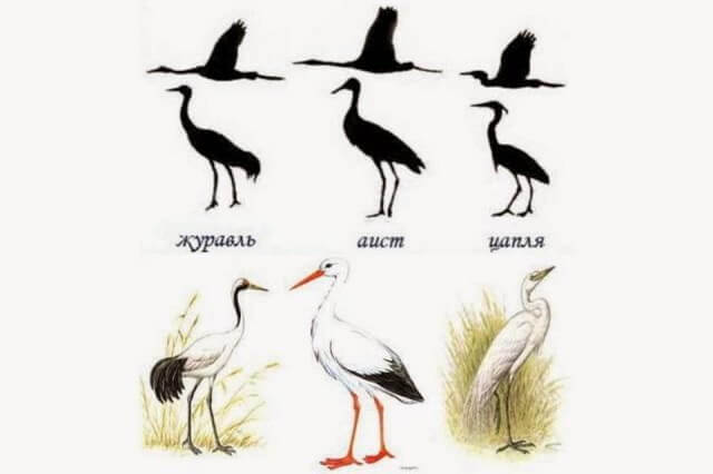 Аист, цапля и журавль - характерные отличия во внешнем виде птиц 