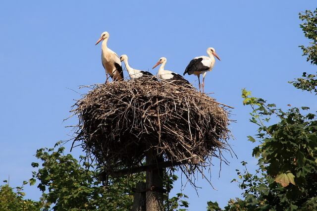 Гнездо аиста - отличие от жилища журавлей и цапель 