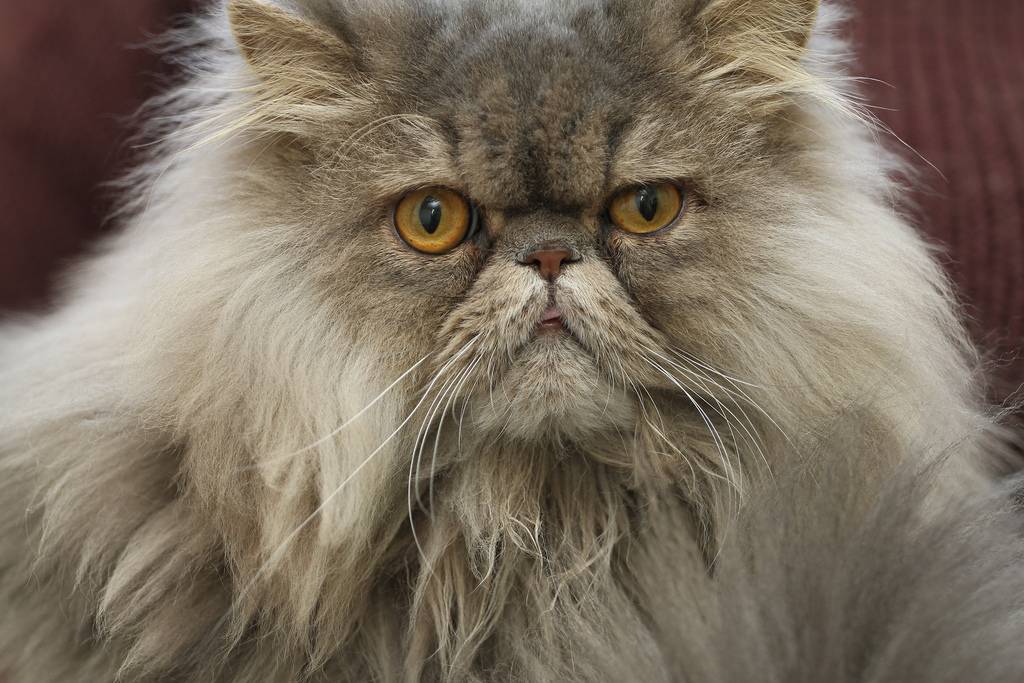 Что такое перс. Персидская кошка. Персидская длинношерстная шиншилла. Персидский Пекинес кот. Персидский кот персидский.
