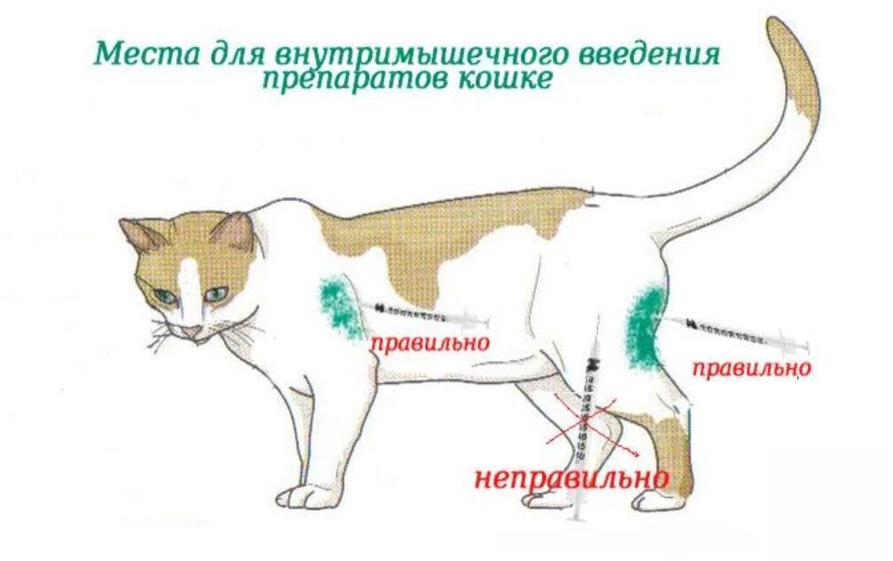 Место укола в бедро собаке фото