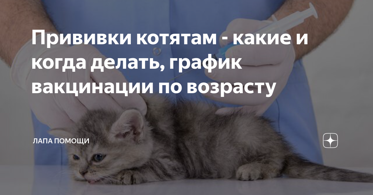 Когда котятам делают первую прививку. Прививки котятам. Прививки котятам какие. Прививки котятам какие и когда. Прививки маленьким котятам.