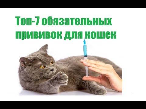 План прививок для кошек и котят