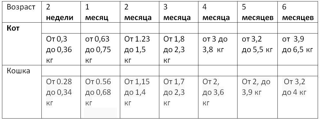 Окрасы мейн кунов таблица с фото коды