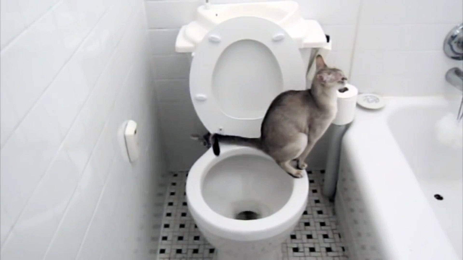 Сколько раз котенок ходит по большому. Кот на унитазе. Приучение кота к унитазу. Туалет для кошек. Кот в туалете.