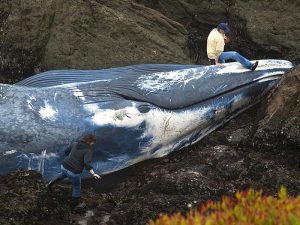 Синий кит выброшенный на берег