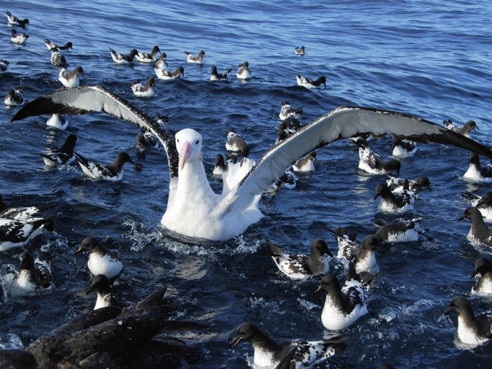 Альбатрос-птица-Описание-образ-жизни-и-виды-альбатроса-9