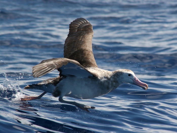 Тристанский альбатрос