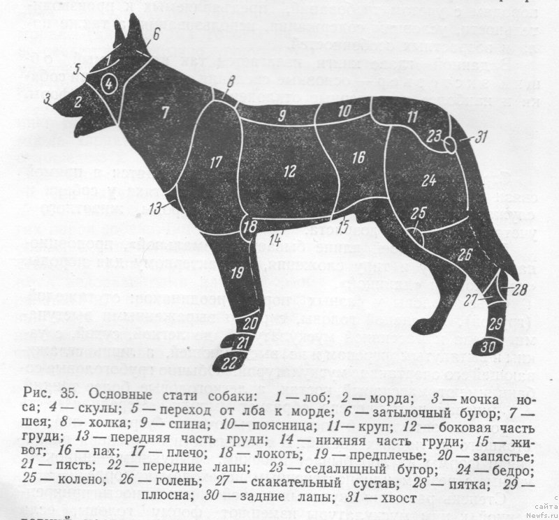 Части тела собаки схема