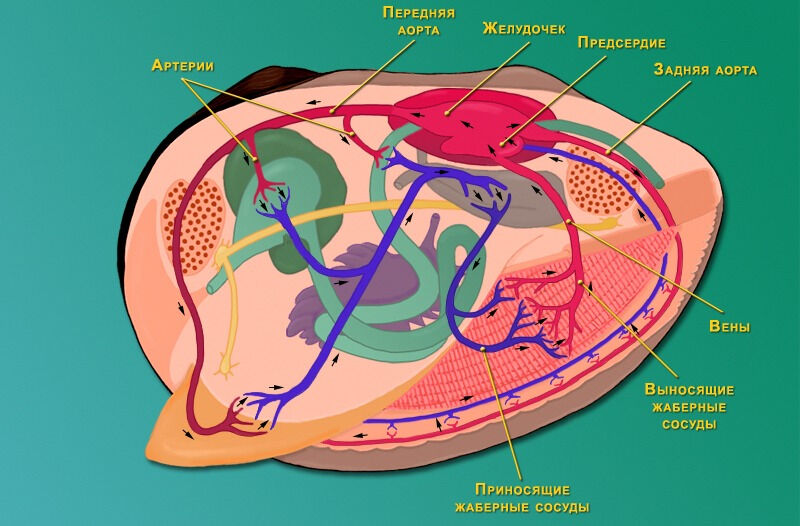 Кровеносная система двустворчатого моллюска - Моллюски - Зоология ...