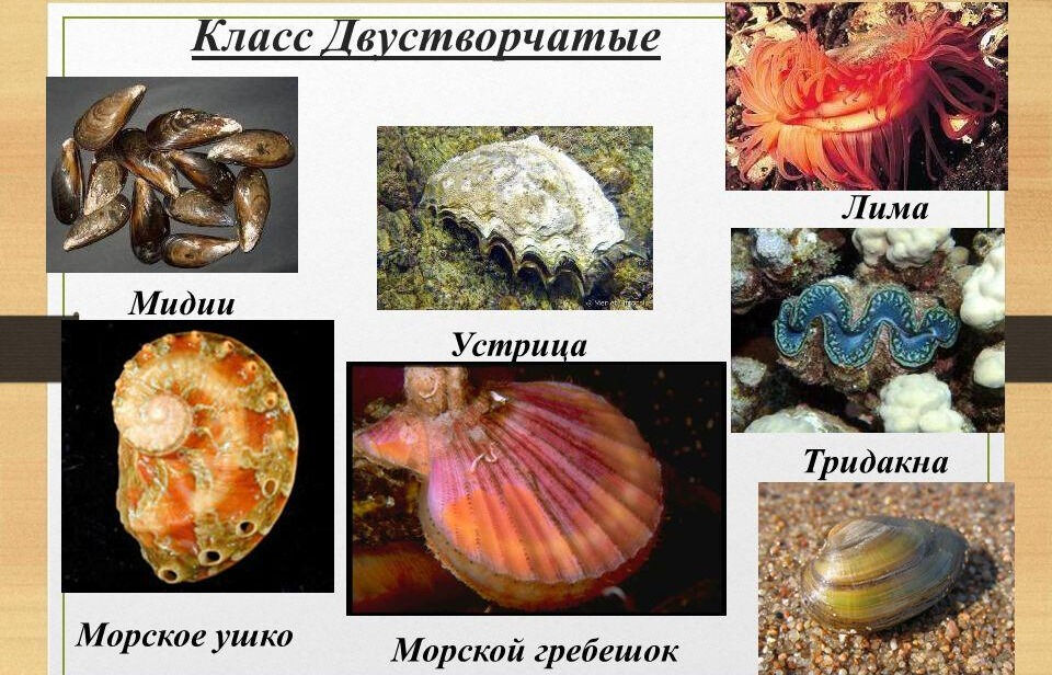 Презентация на тему: Тип Моллюски. КЛАССИФИКАЦИЯ МОЛЛЮСКОВ ...
