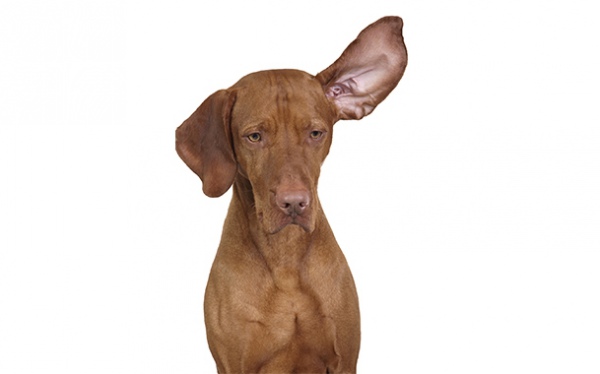 воспаление уха у собаки