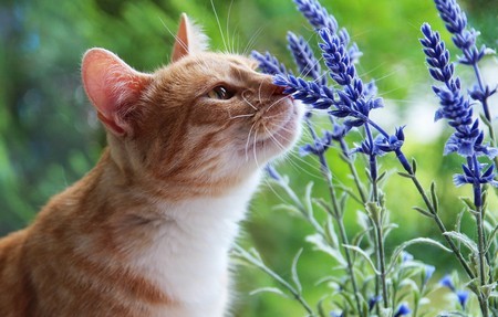Запахи каких растений не любят кошки