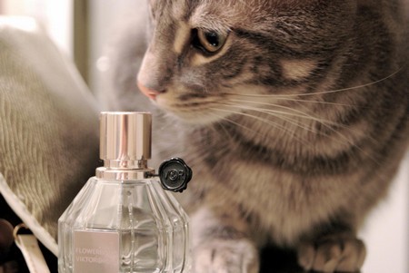 Запахи, которые не любят коты