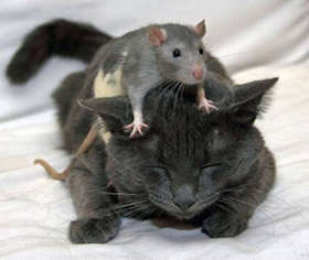 кот и крысиный яд