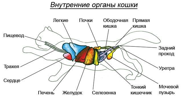 Тело кота. Строение органов кота. Внутреннее строение кошки. Строение кота внутренние органы. Органы кошки схема.