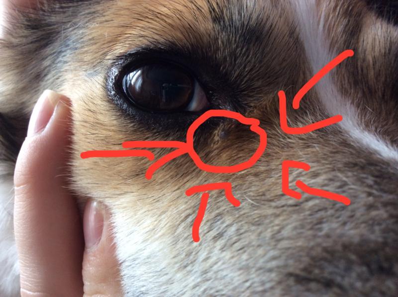 Клещ на глазу у собаки фото