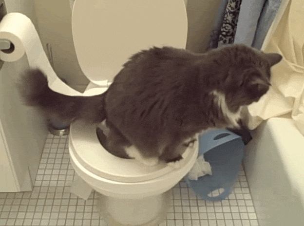Кот на унитазе. Туалет для кошек. Кошка какает в унитаз. Кот в туалете.