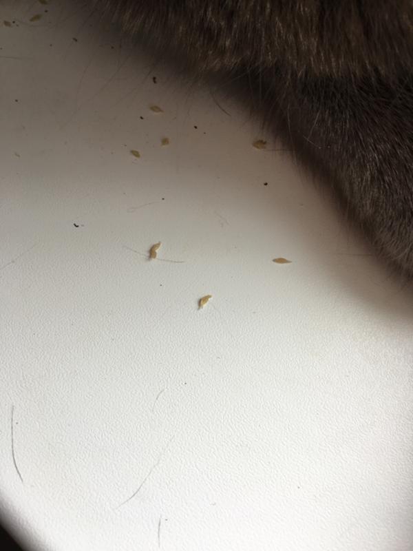 Как выглядят личинки глистов у кошки фото