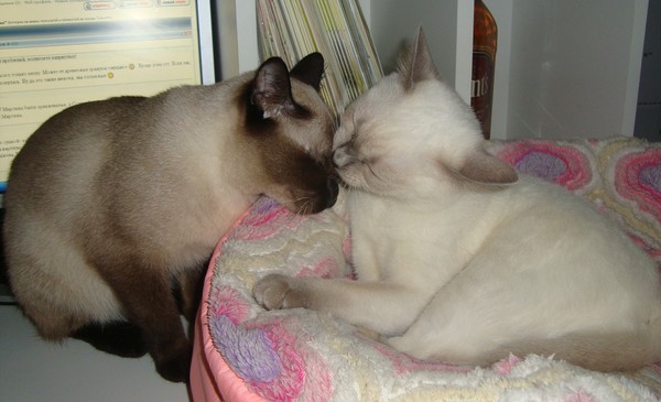 Лижет волосатую девушку. Котики облизывают друг друга. Коты вылизывают друг друга. Котики лижут друг друга. Девочки лижут друг другу.