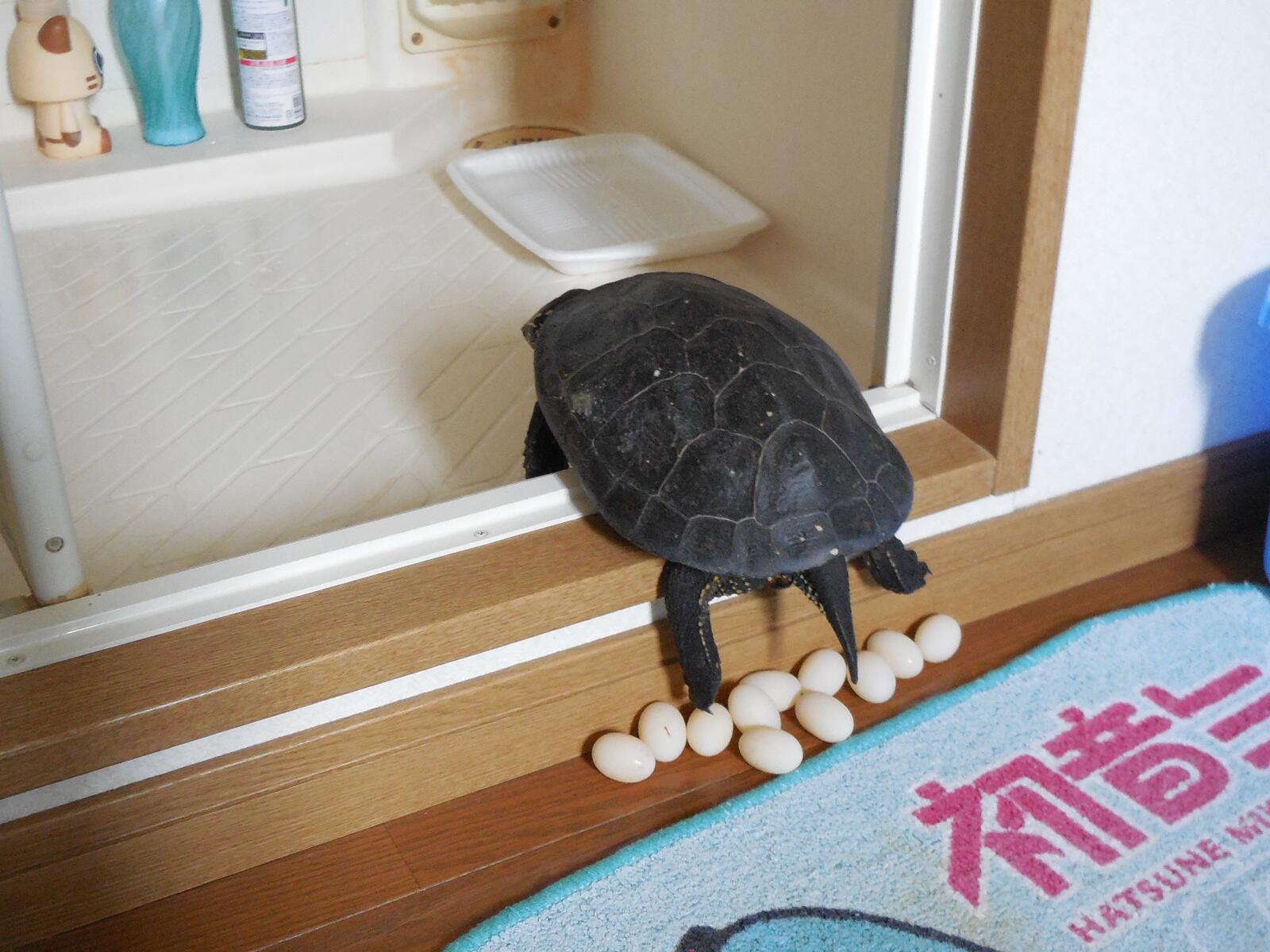 Красноухая черепаха откладывает яйца. Яйца красноухой черепахи. Черепашьи яйца красноухие черепахи. Домик для Черепашки.