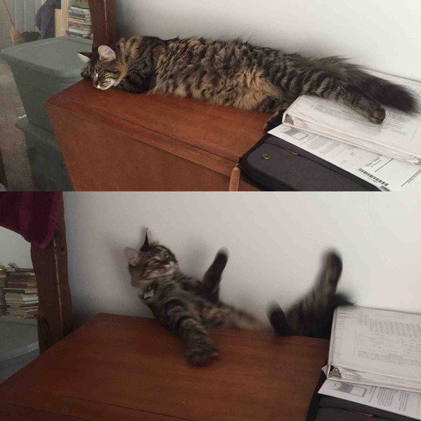 Отучить кошку спать на столе
