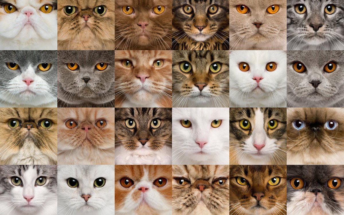 Как видят кошки наш мир фото сравнение с человеком