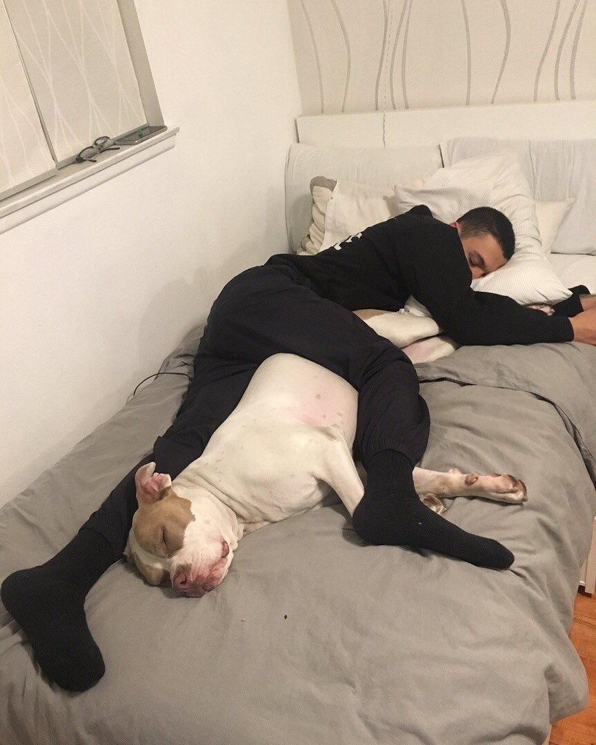 Почему собаки спят в ногах. Собаки спят в обнимку с хозяином. Парень с собакой в постели.