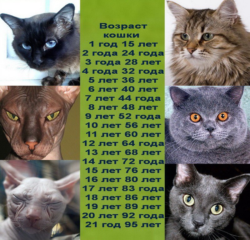 Сколько кошкам лет по человеческим меркам таблица фото на русском