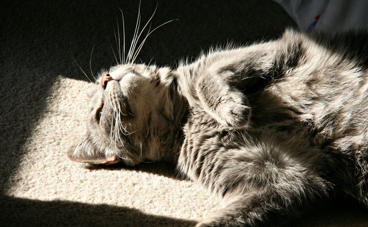 Кот лежит на солнце