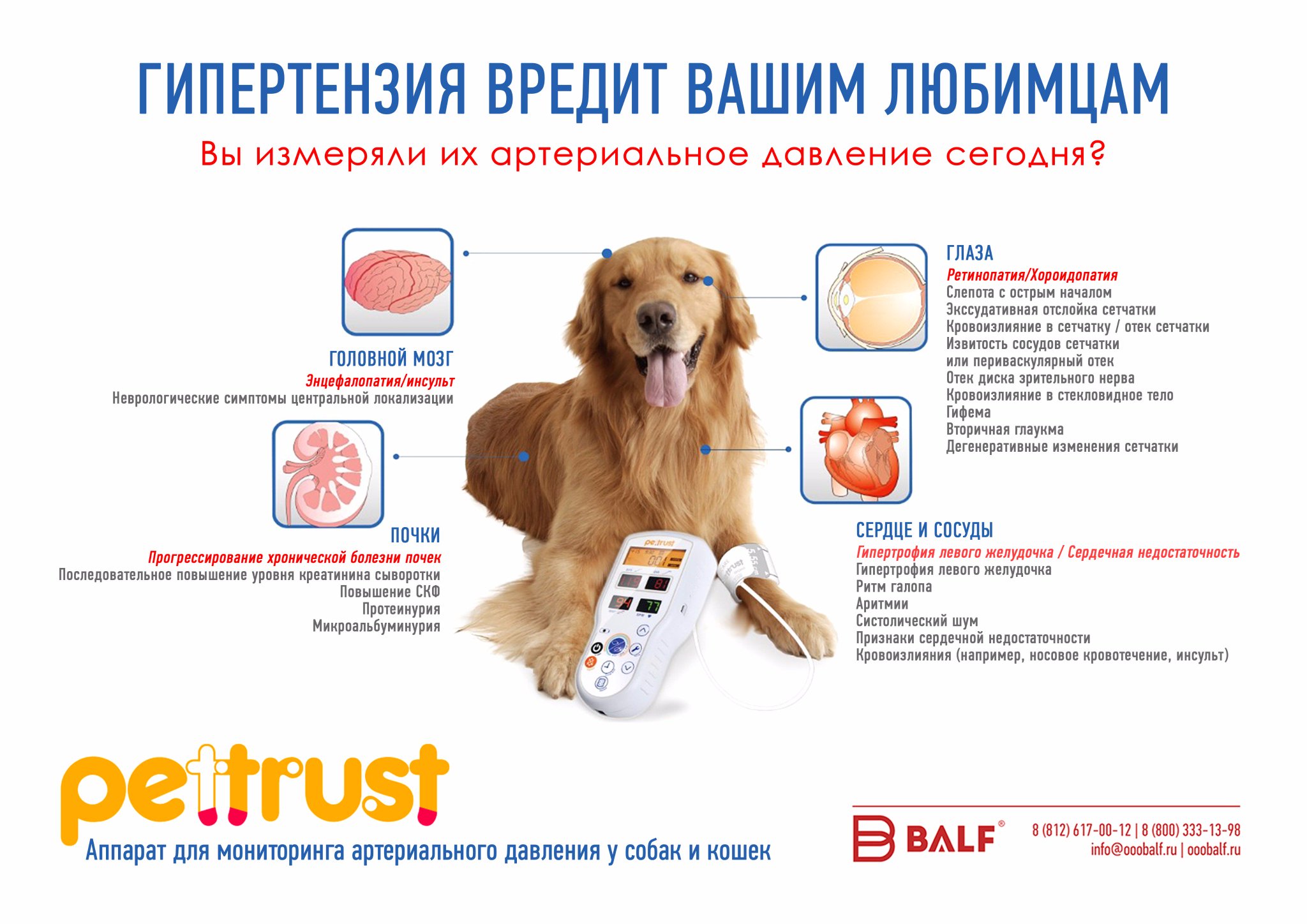 Можно собаке почки. Давление у собаки норма. Нормы артериального давления у собак и кошек. Норма артериального давления у собак. Норма ад у собак.