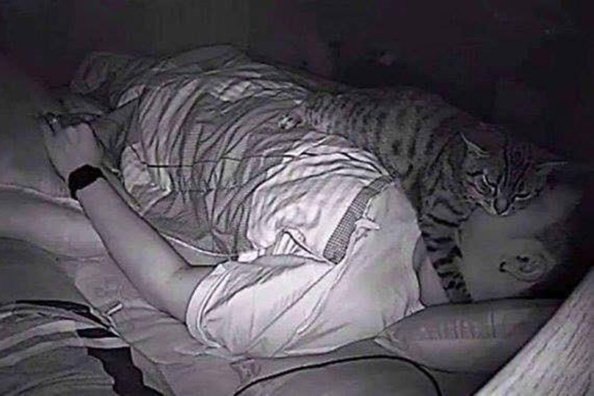 Кошка спит рядом с хозяином в кровати примета