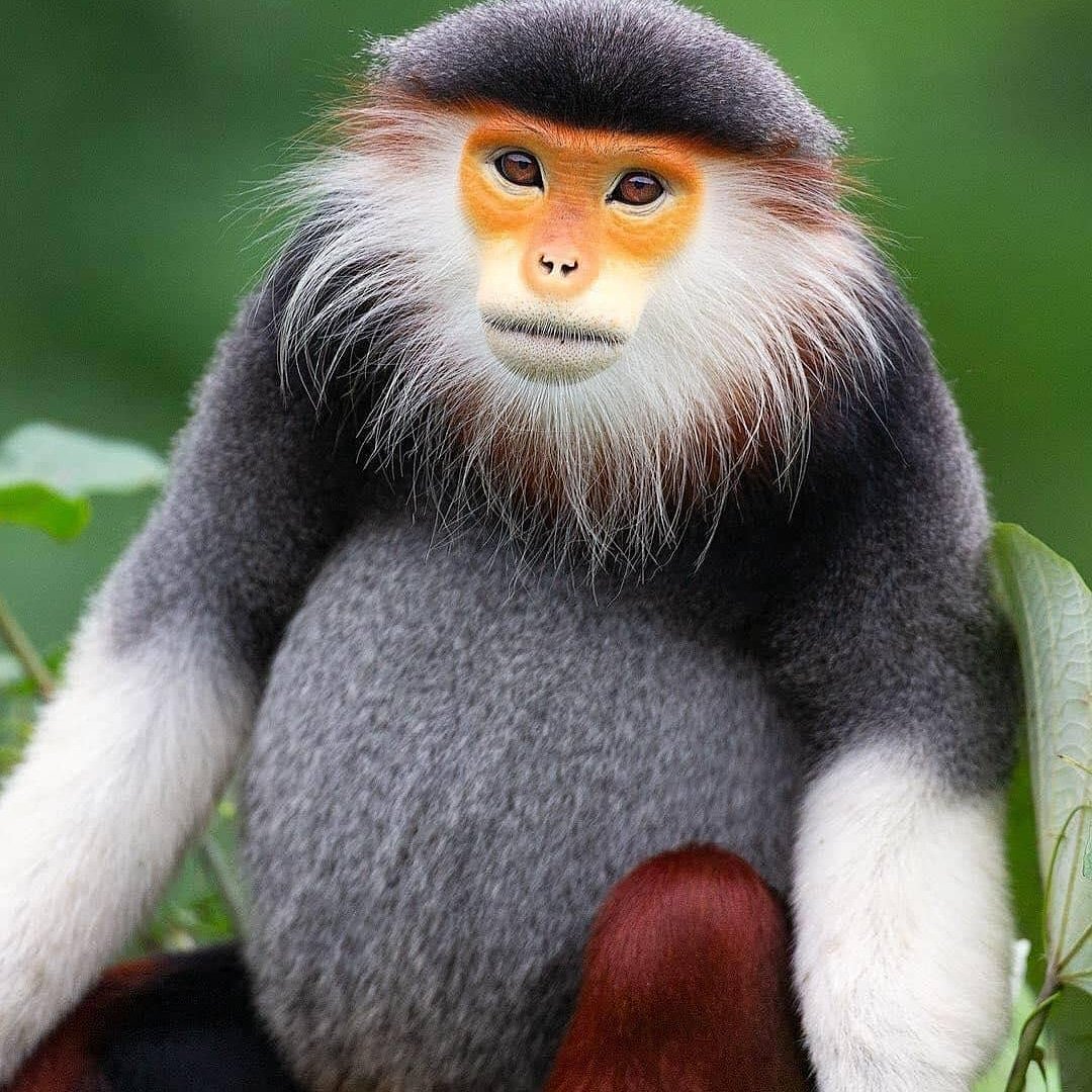 Фото и название всех видов обезьян