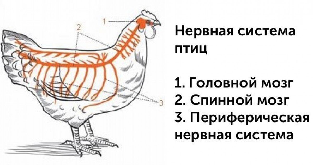 У куриц есть мозг. Анатомия нервной системы птиц. Нервная система курицы. Строение курицы. Анатомия курицы.