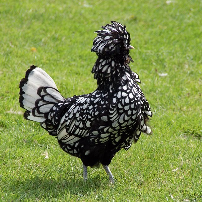 Черно белая порода кур