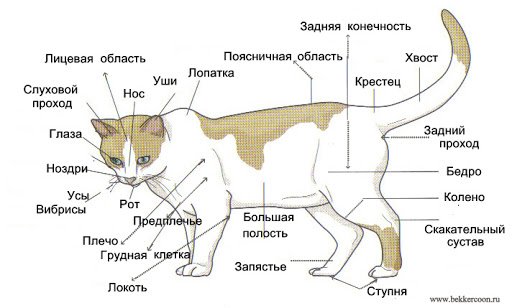 Строение кошки внутренние органы фото с надписями