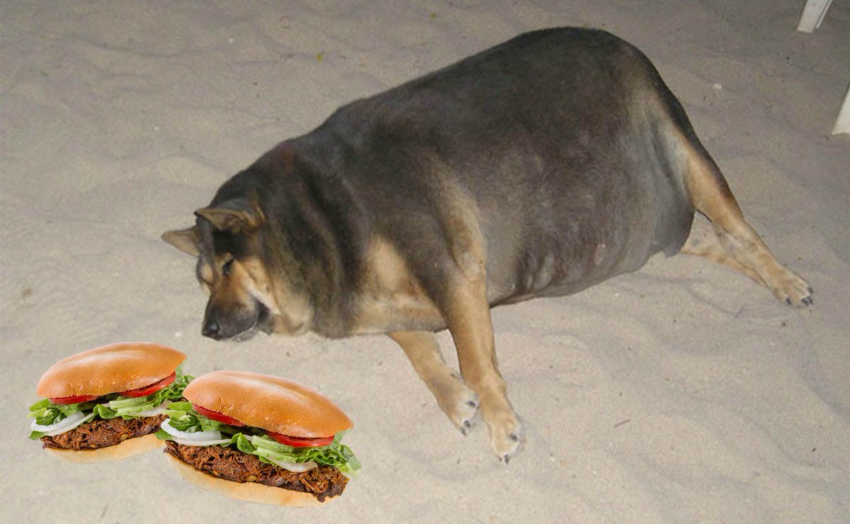 Можно собаку съесть. Жирные собаки. Собака обожралась. Толстая собачка.