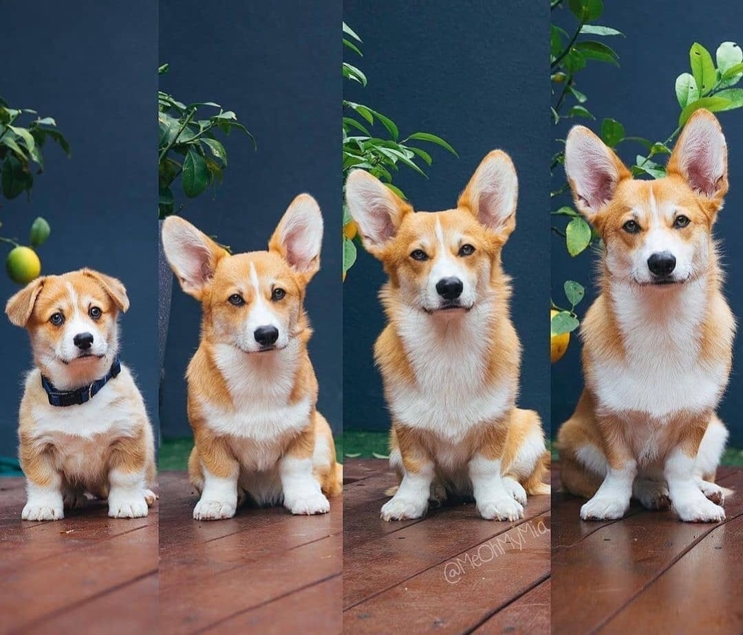 породы коротколапых собак с фотографиями и названиями
