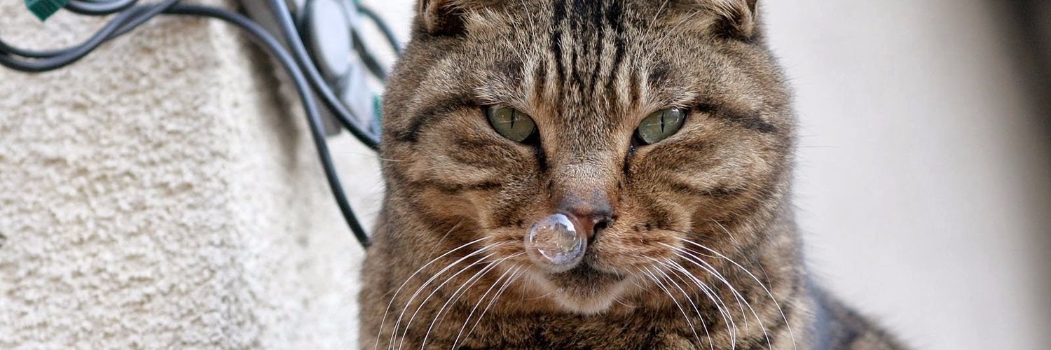Кошка вода нос