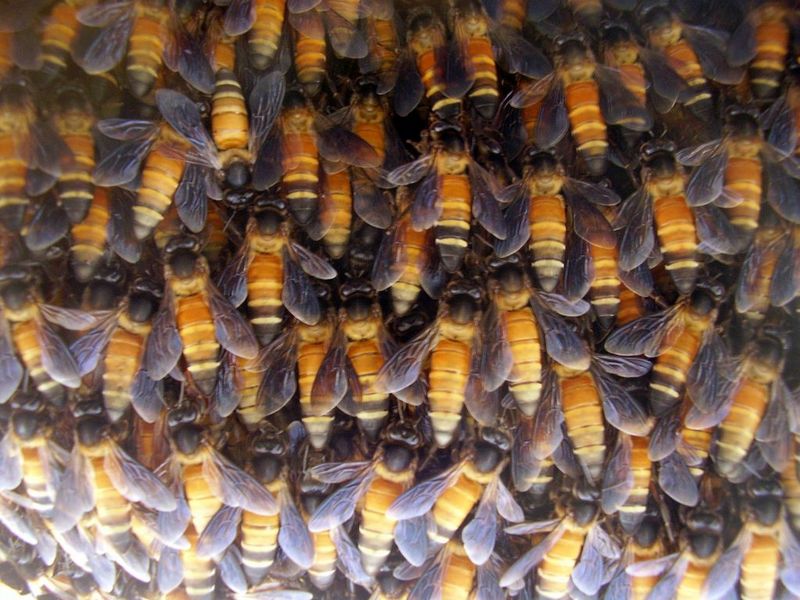 гималайские пчелы