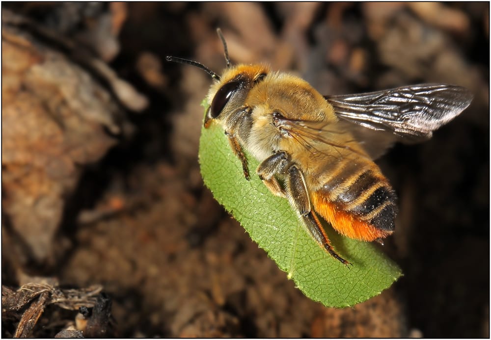 пчела листорез