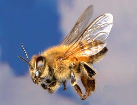 северная пчела