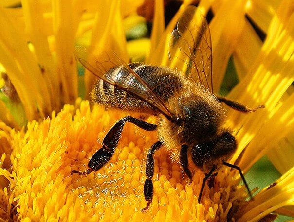 украинская пчела
